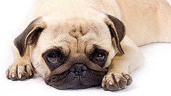 Pug Trivia | RM. Pug Trivia | RM.